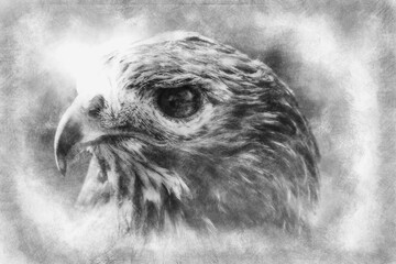 fauna, eagle, diurnal bird of prey with beautiful plumage and yellow beak hand drawing effect with pencils