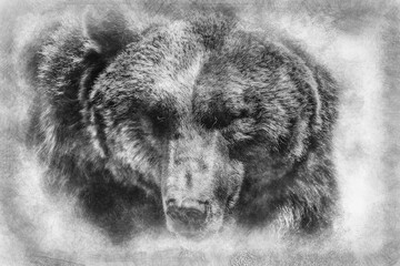 wildlife, Spanish powerful brown bear, huge and strong  wild animal hand drawing effect with pencils