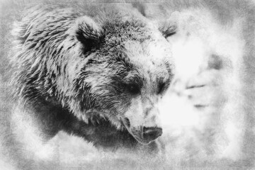 Predator, beautiful and furry brown bear, mammal hand drawing effect with pencils