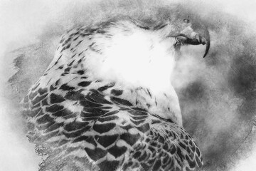 prey, beautiful white falcon with black and gray plumage hand drawing effect with pencils