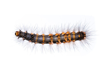 Image of hairy caterpillar isolated on white background. Insect. Worm. Animal.