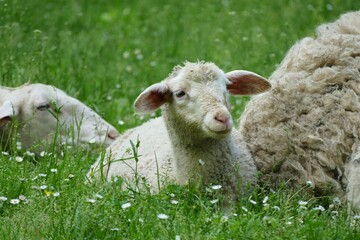 Naklejka na ściany i meble Cute little lamb laying on the grass in the farm