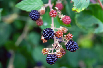Black and red berries wild shrub with