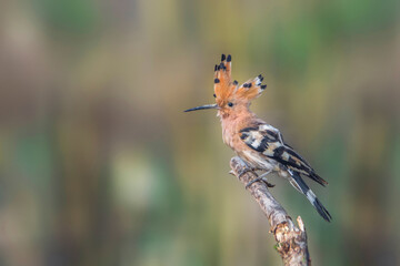 Common Hoopoe (Upupa epops) sitting on branch, seen in a India. © Mana21