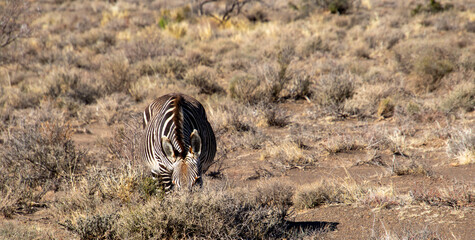 Mountain zebras isolated in the Karoo National Park in South Africa