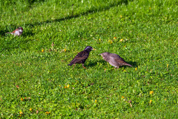 a starling, sturnus vulgaris, is feed his young in the garden on the green lawn at the sunny morning