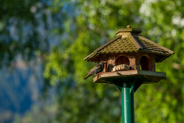 a starling, sturnus vulgaris, perched on a bird feeder