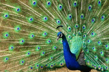 Naklejka premium Peacock with colorful feathers in nature 