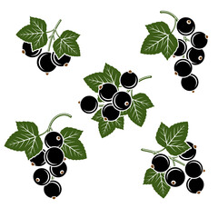 Black currant set. Collection icons black currant. Vector