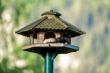 a starling, sturnus vulgaris, perched on a bird feeder