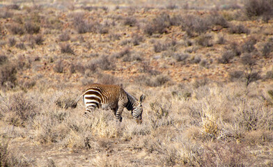 Obraz na płótnie Canvas Mountain zebras isolated in the Karoo National Park in South Africa