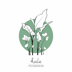Microgreen sketch vector illustration. Green for home gardening. Kale salad plant on circle background	