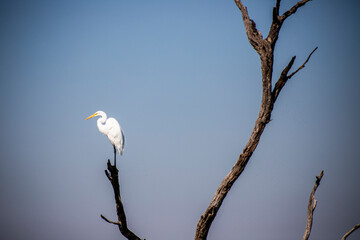 bird on a branch