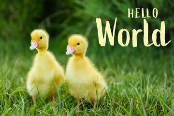 Hello World. Cute fluffy goslings on green grass