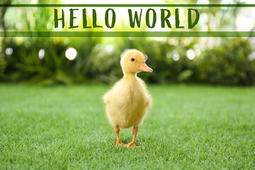 Hello World. Cute fluffy baby duckling on green grass outdoors