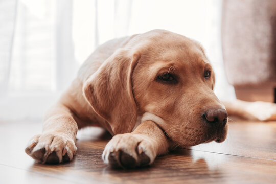 Close-up portrait of a beige labrador retriever puppy at home. The dog lies on the floor and rested its head on its paws. Authentic photos from life