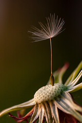 Vertical macro photo of with a last mature seed with white fluffy parachute steal attached to naked dandelion flower head, surrouded by open bracts
