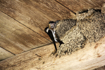 becquée © helenedevun