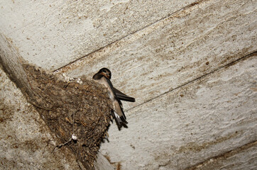 je veille sur la nichée © helenedevun