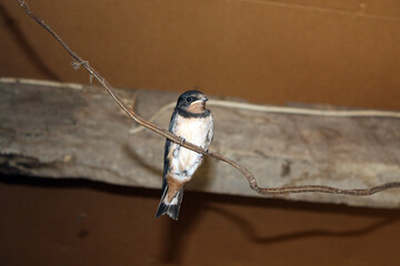 hirondelle sur le fil © helenedevun