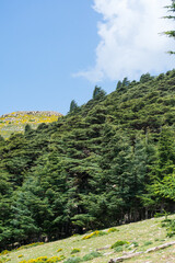 Scenic View from Chelia National Park. Atlas Cedar Forest (Cedrus Atlantica) in Mount Chelia in the Aures mountains in Algeria