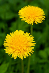 Yellow dandelions in the grass
