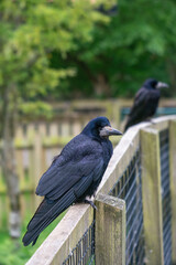 Two rooks on the fence