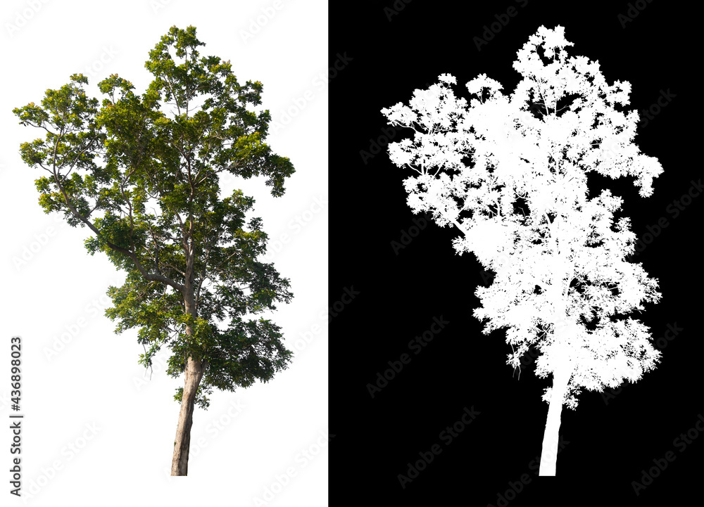 Poster Green tree isolated on white background with post cut out original background and white background replaced for easy to selection with clippings path inside, alpha channel for make brush and selection