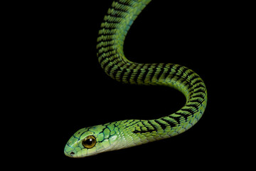 Boomslang (Dispholidus typus)