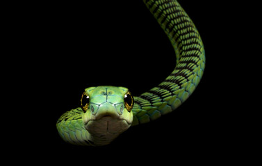 Boomslang (Dispholidus typus)