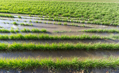 Tiger nut plantation