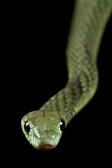 Western green mamba (Dendroaspis viridis)