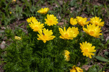 Spring flower adonis grows in a clearing.