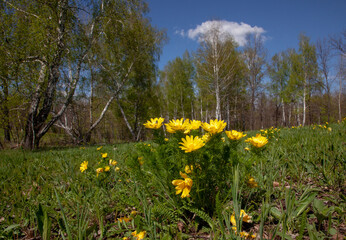 Obraz premium The spring flower adonis grows at the edge of the forest.