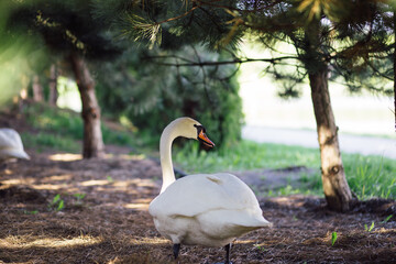 A wild white swan has built a nest and lays eggs under the pine trees in summer
