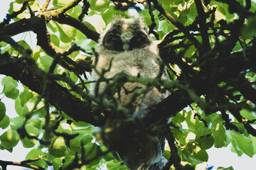 Waldohreule mit Nachwuchs