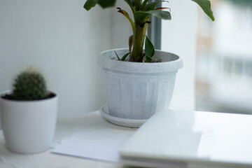 Flowerpots and laptop on a white table. Work at home concept