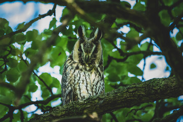 Waldohreule mit Nachwuchs