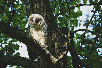 Waldohreule mit Nachwuchs