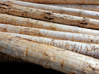 peeled logs prepared for processing