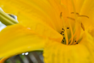 Insectos dentro de Flor