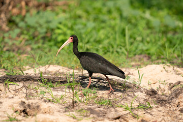 The bare-faced ibis (Phimosus infuscatus)