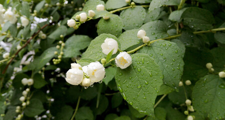 Blooming tree branch in drops of rain. White flowers. Spring nature.
