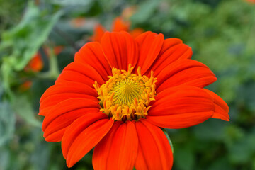 Flor naranja 1