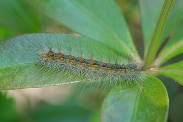 Caterpillar with hair and bristles on a leaf. Caterpillars feed on plant leaves. Italy. 