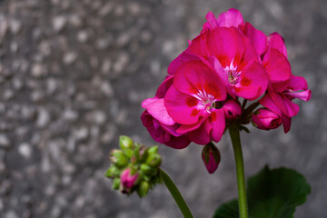 Beautiful pink geranium flower