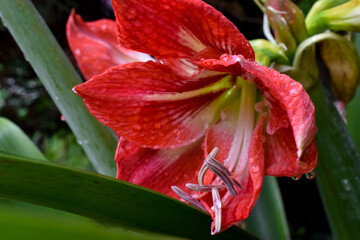 Belleza natural en rojo