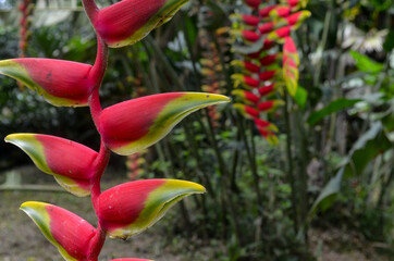 Heliconias 