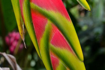Heliconia, Close up. 