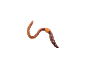 Earthworm close-up on a white background